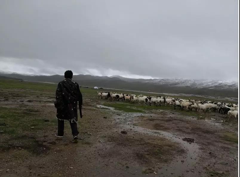 牧民在放羊